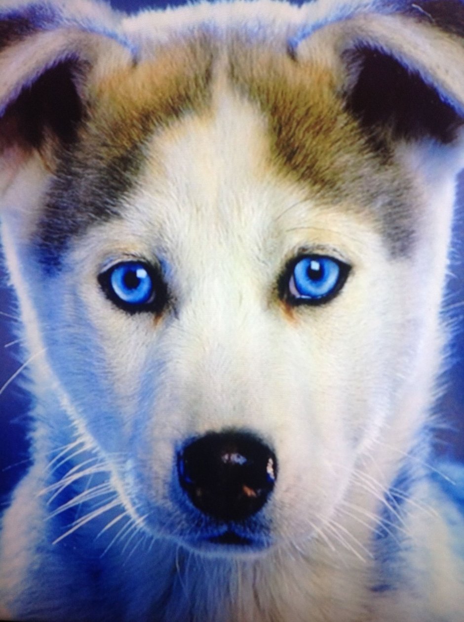 Блондинка с хаски