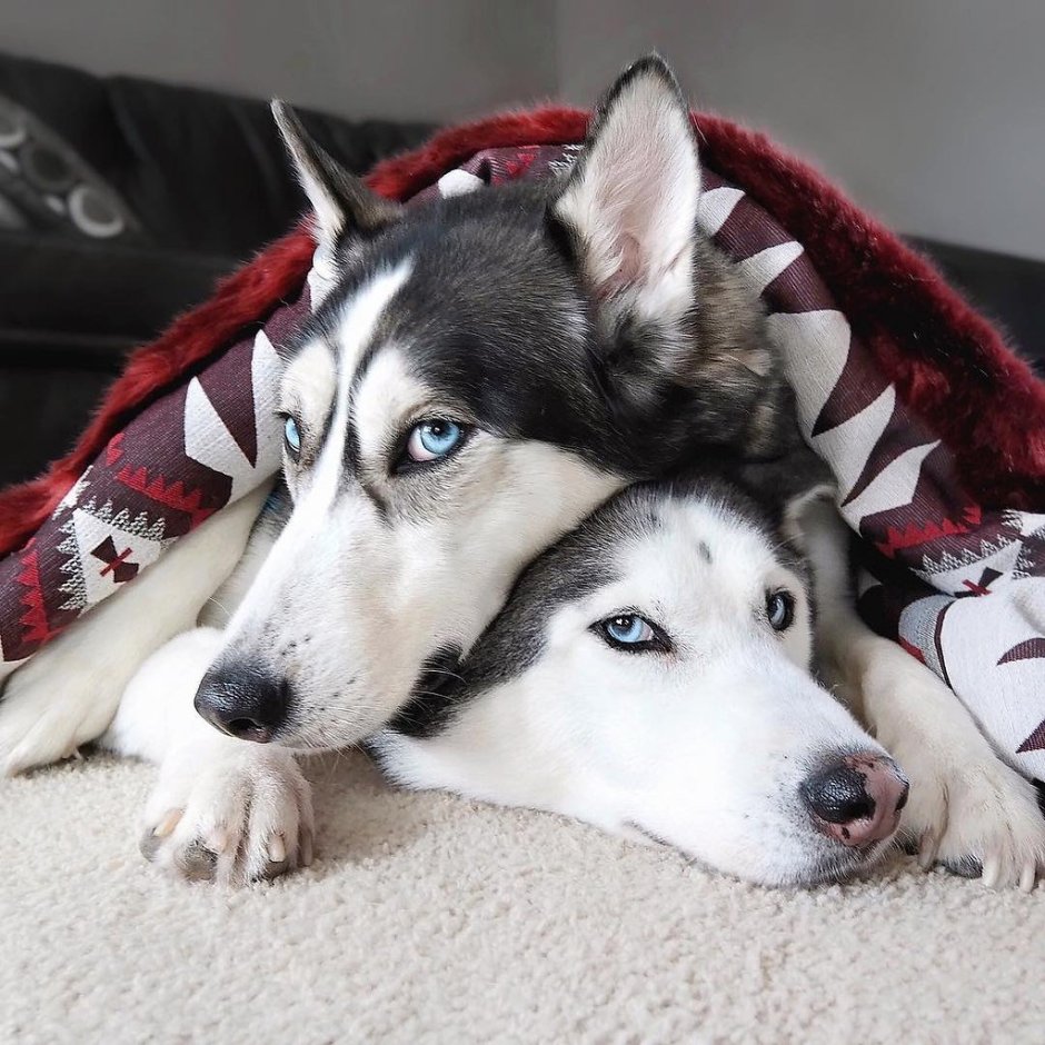 Взгляд хаски