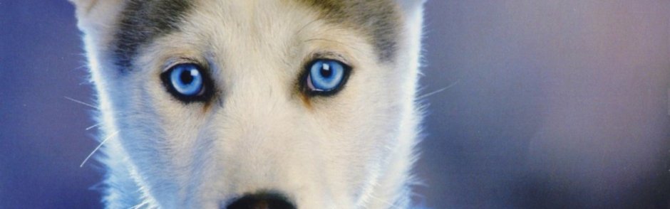 Глаза животных