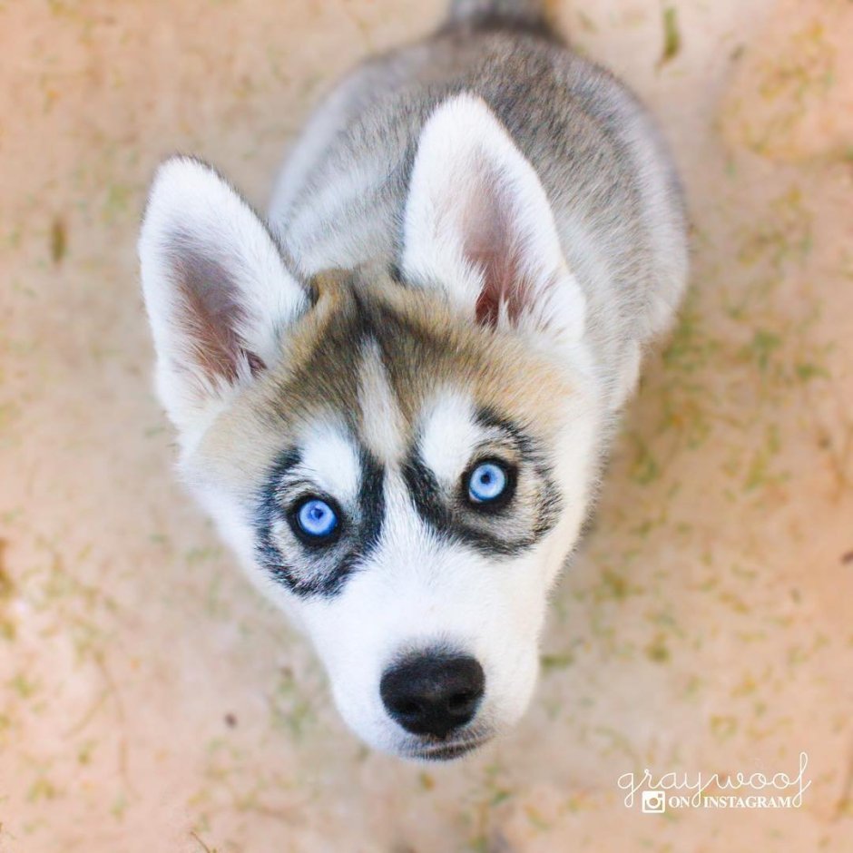 Хаски Грозный