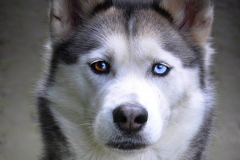 Хаски с очками вокруг глаз