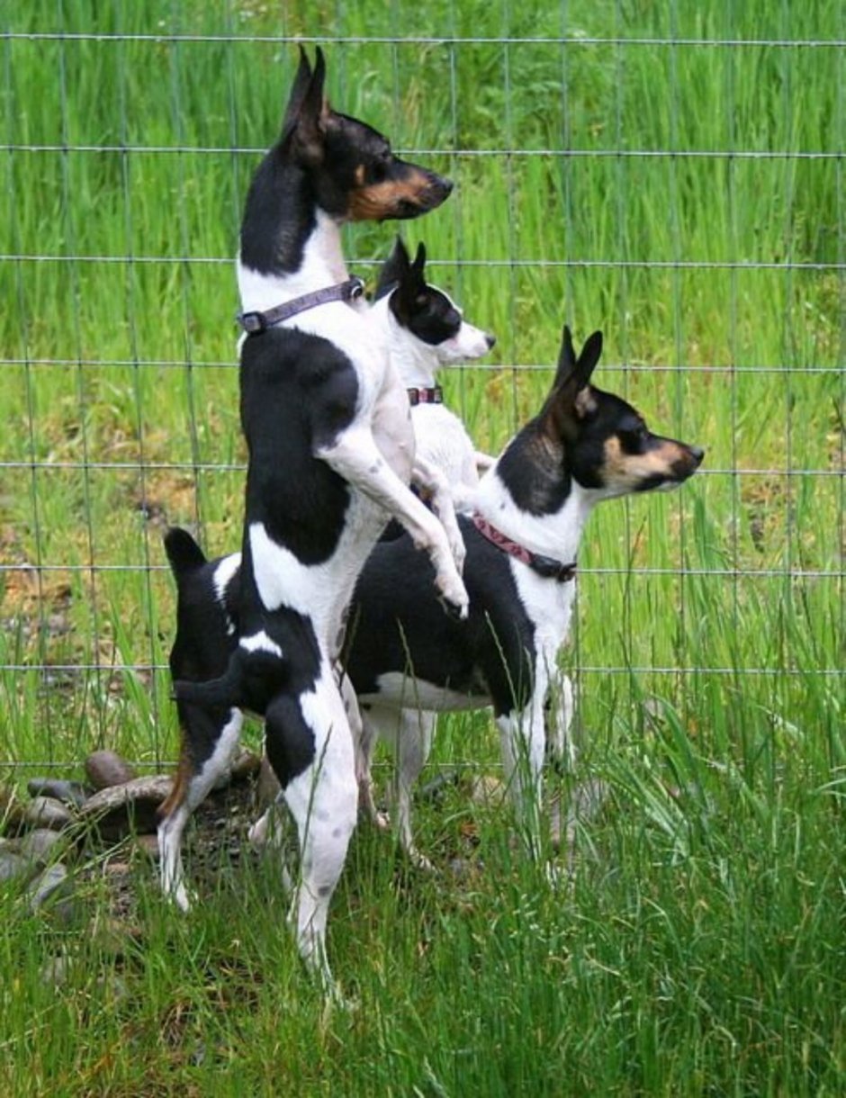 American Dogs плакат