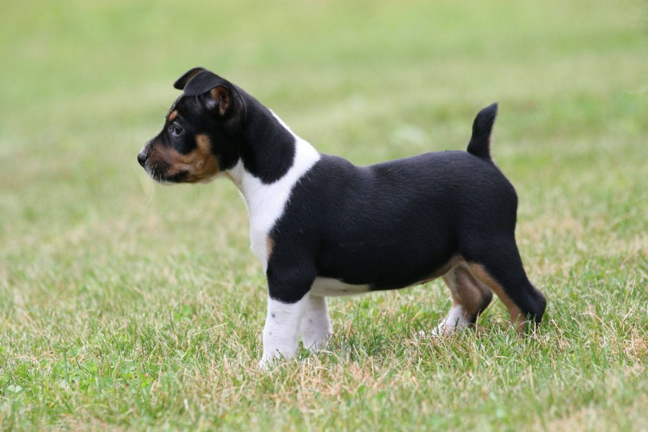 Rat Terrier собака