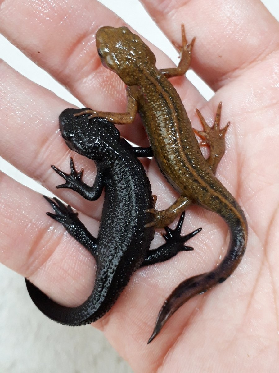 Обыкновенная слепозмейка