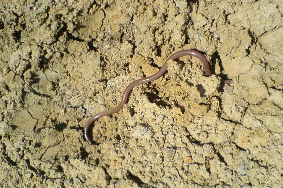 Мексиканская Амфисбена