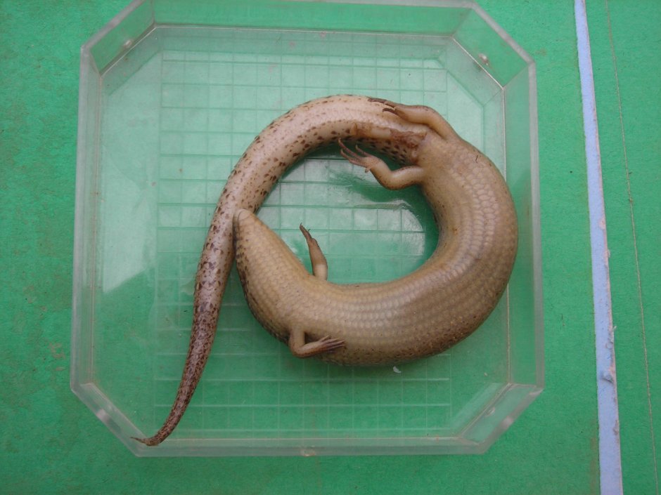 Карликовая червеобразная ящерица