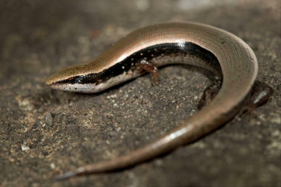 Ящерица хвост откидывает