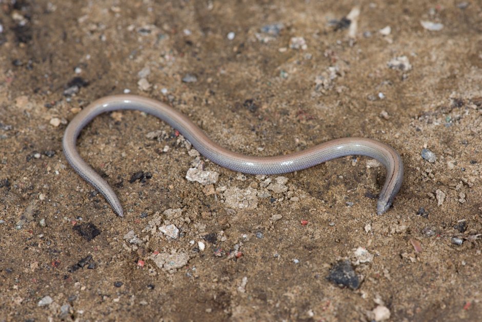 Айолот – Мексиканская ящерица