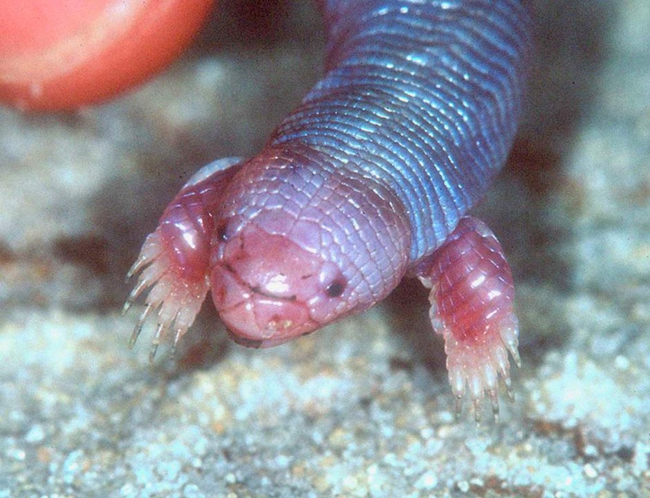 Айолот – Мексиканская ящерица