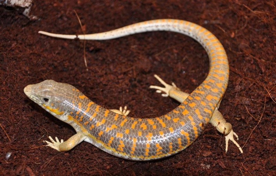 Геккон эублефар лапы