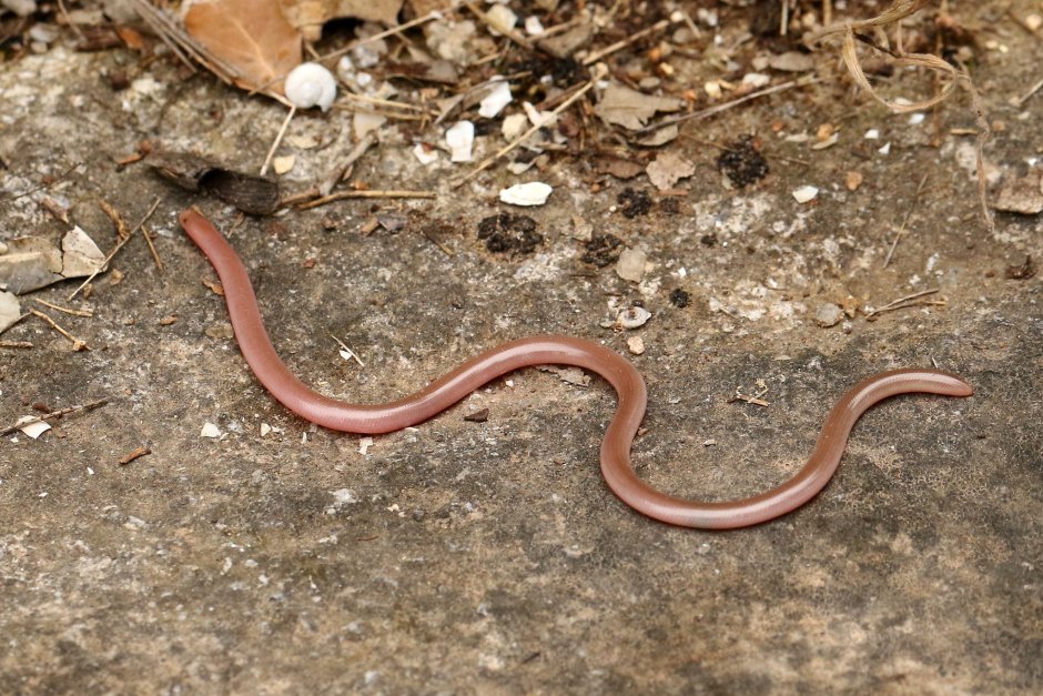 Безногая ящерица веретеница