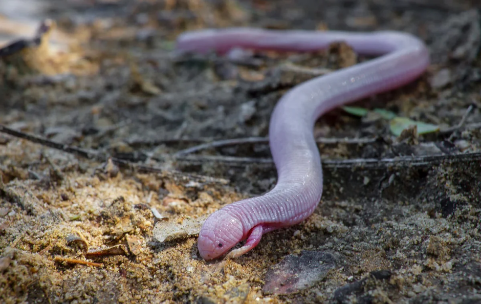 Червеобразная слепозмейка