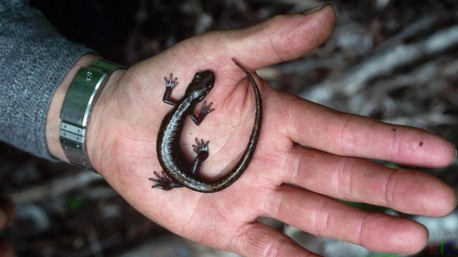 Мексиканская червеобразная ящерица