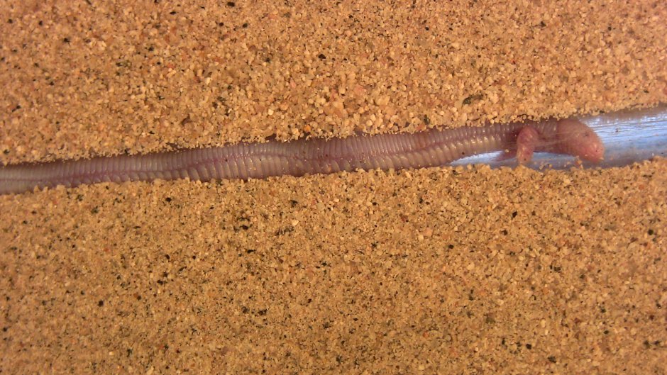 Мексиканская червеобразная ящерица