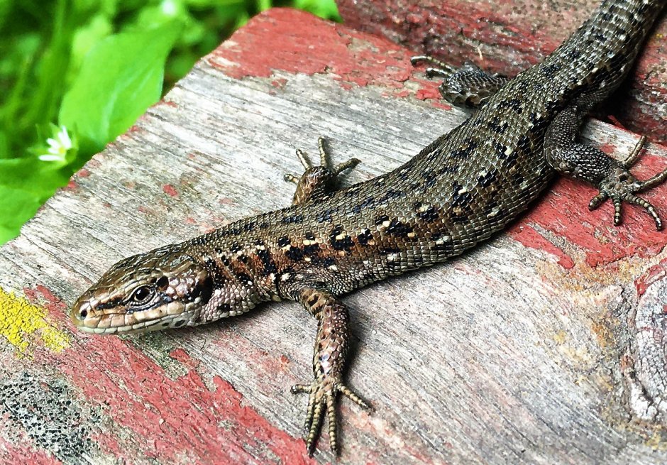 Мексиканская червеобразная ящерица