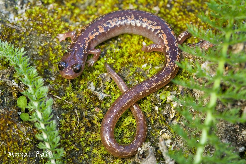 Земноводные ящерицы