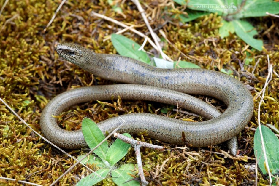 Живородящая ящерица самка