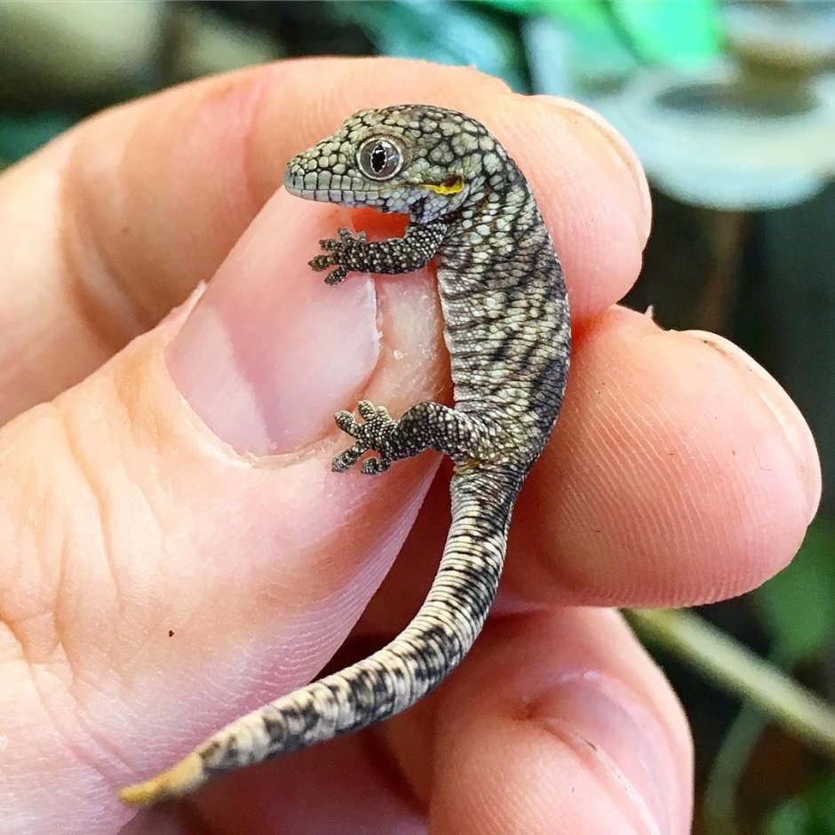 Ящерица но не ящерица фото