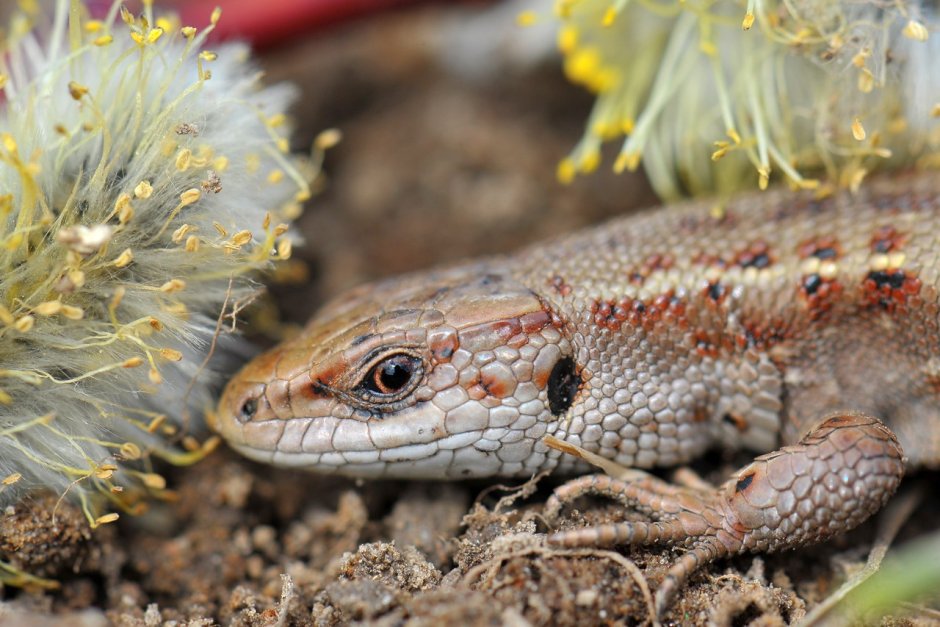 Кротовая змея