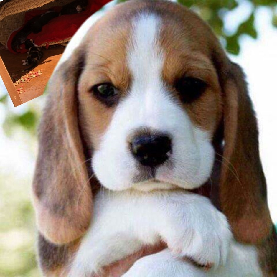 Пигаль порода собак