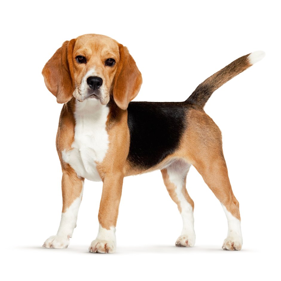 Порода собак Бигль