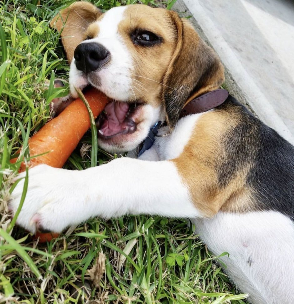 Собака Бигль малыш