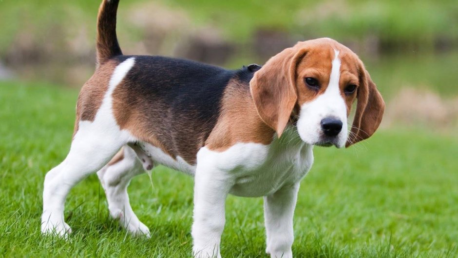 Порода собак Бигль