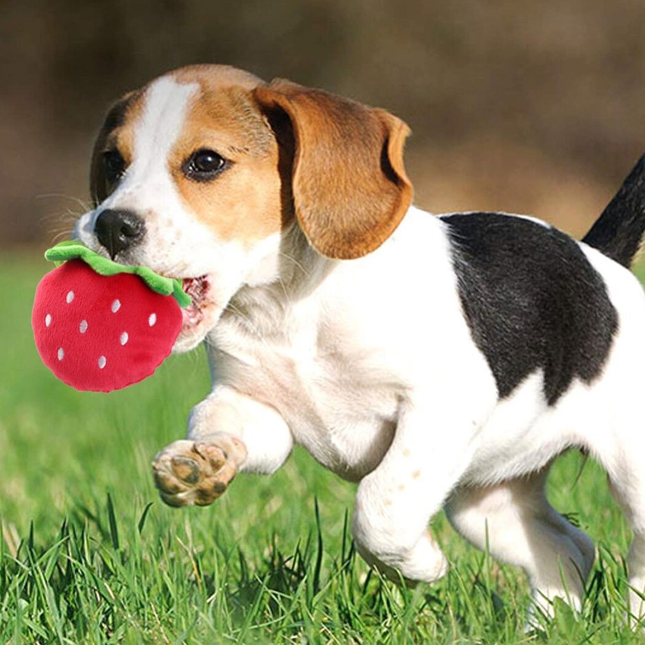 Домашнее животное собака