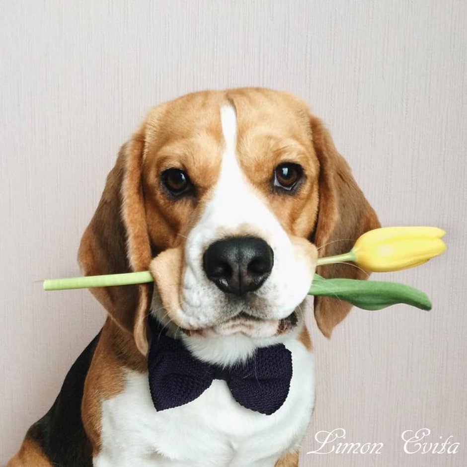 Бигль с рождения