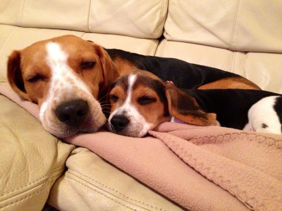 Смешные Бигли