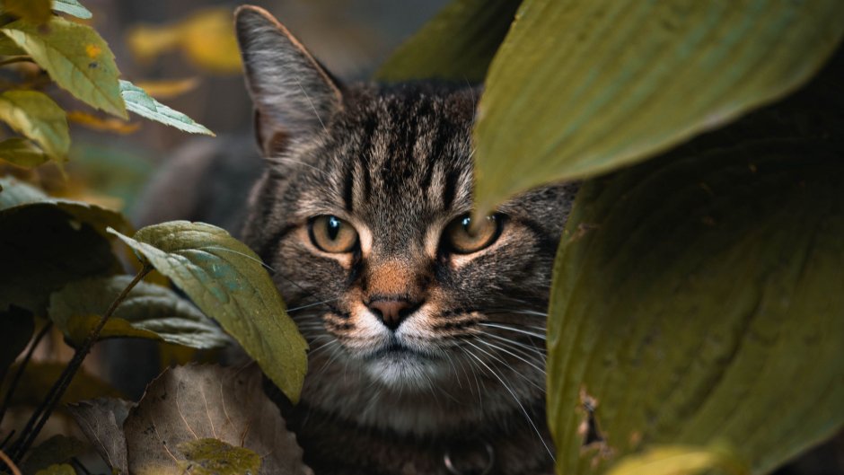 Кошка макро