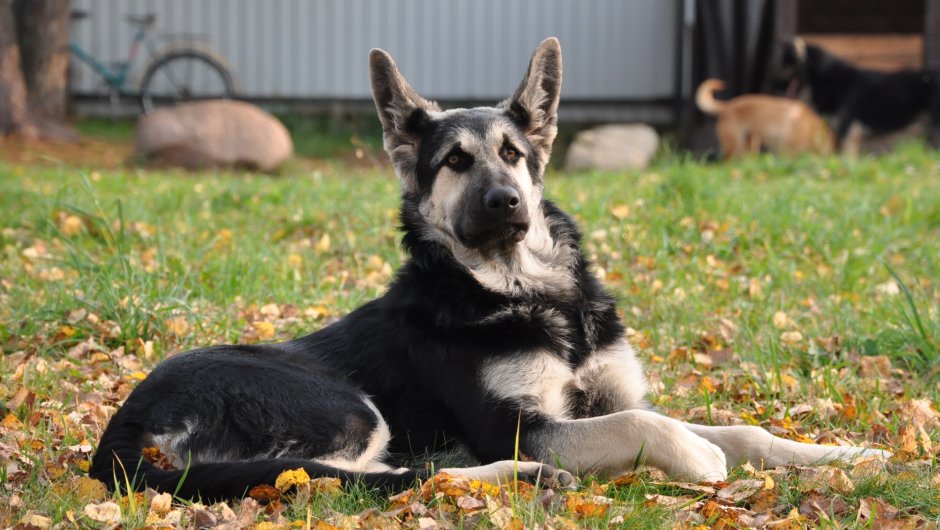 ВЕО Восточно-европейская овчарка