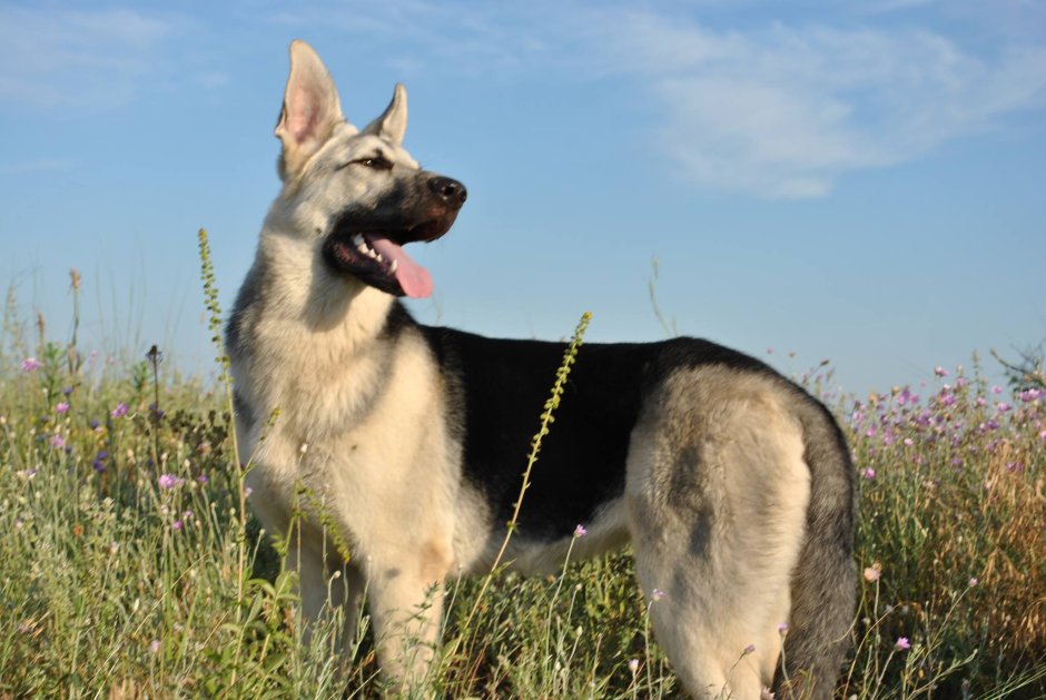 Старотипная немецкая овчарка