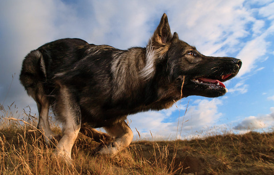 Немецкая овчарка