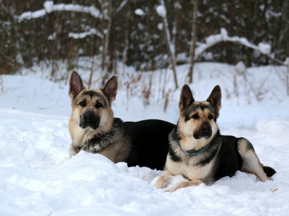 Южно европейская овчарка