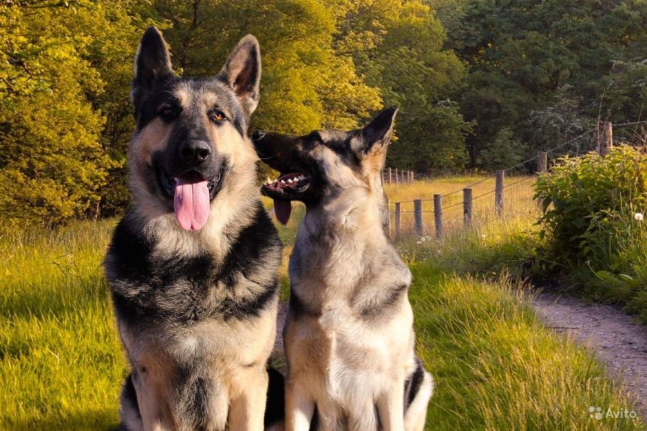 Немецкая овчарка обои