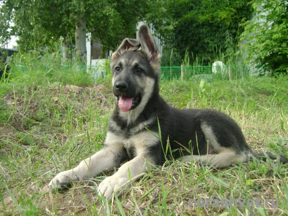 Восточно-европейская овчарка