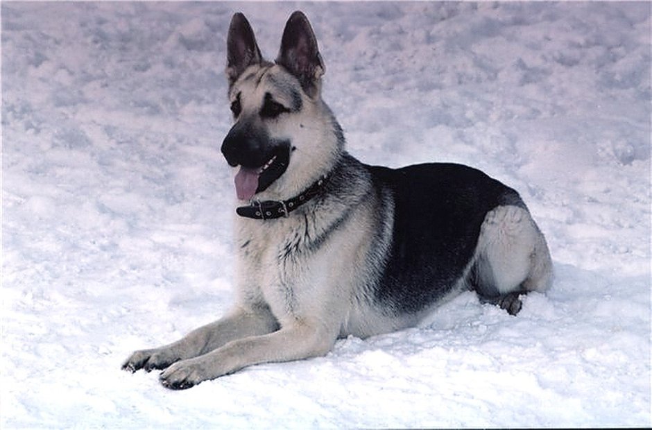 Восточноевропейская овчарка черная