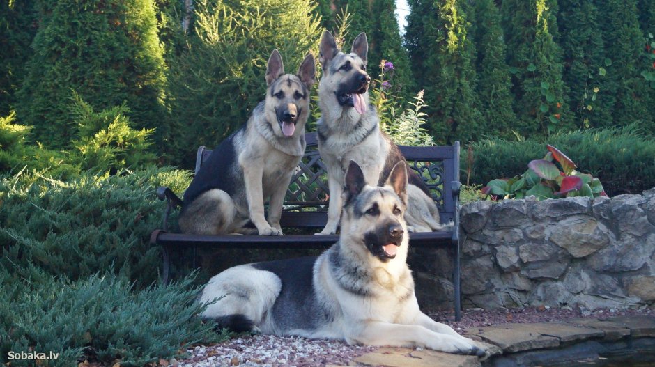 Немецкая овчарка и Восточно-европейская овчарка