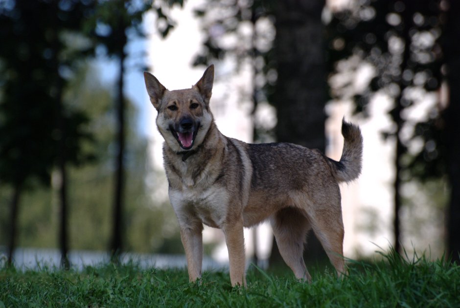 Сарлууз Вульфхаунд