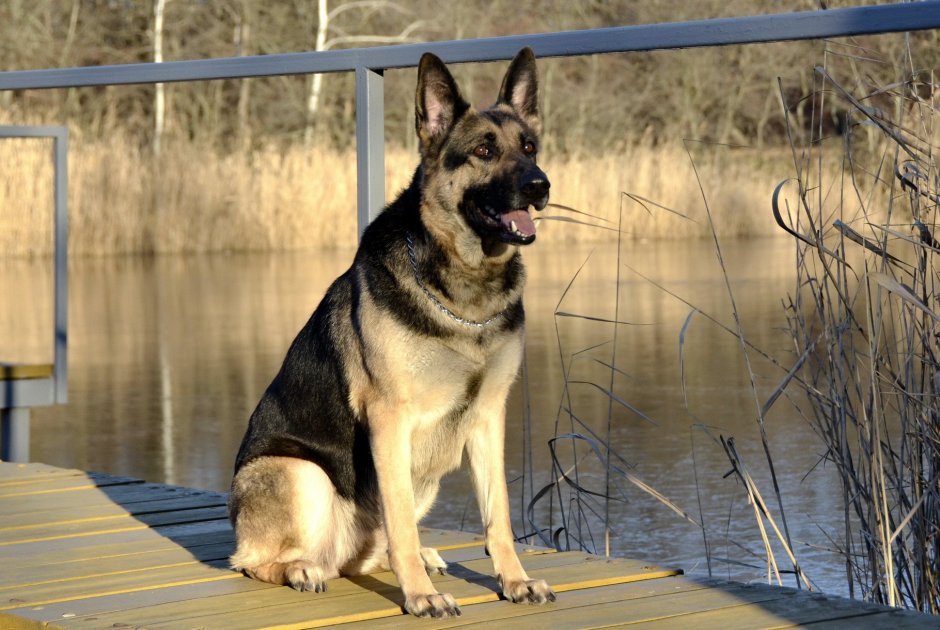 Немецкая овчарка
