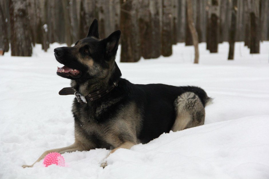 Немецкая овчарка рр чёрная