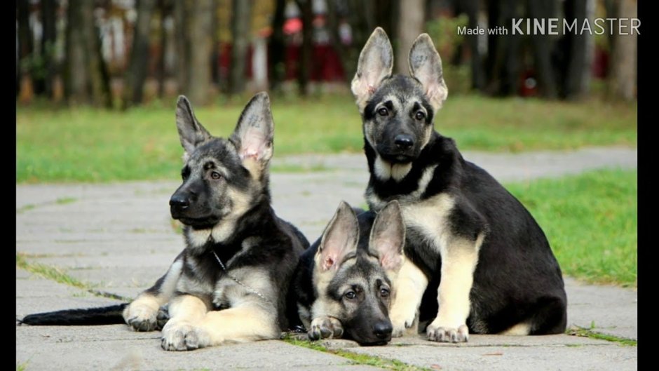 Восточно-европейская овчарка в прыжке