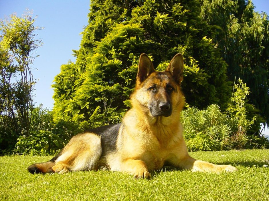 Волкодав овчарка Восточно европейская