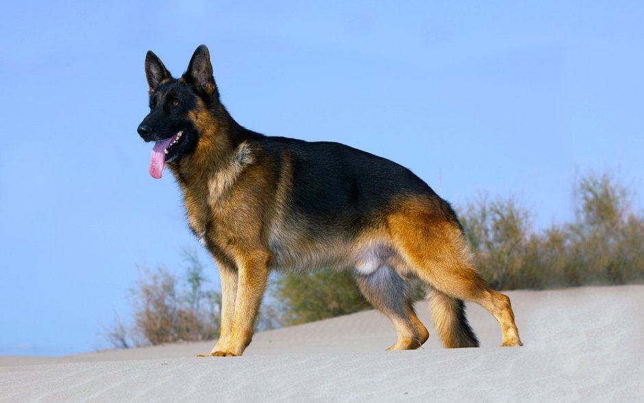 Восточноевропейская овчарка черная