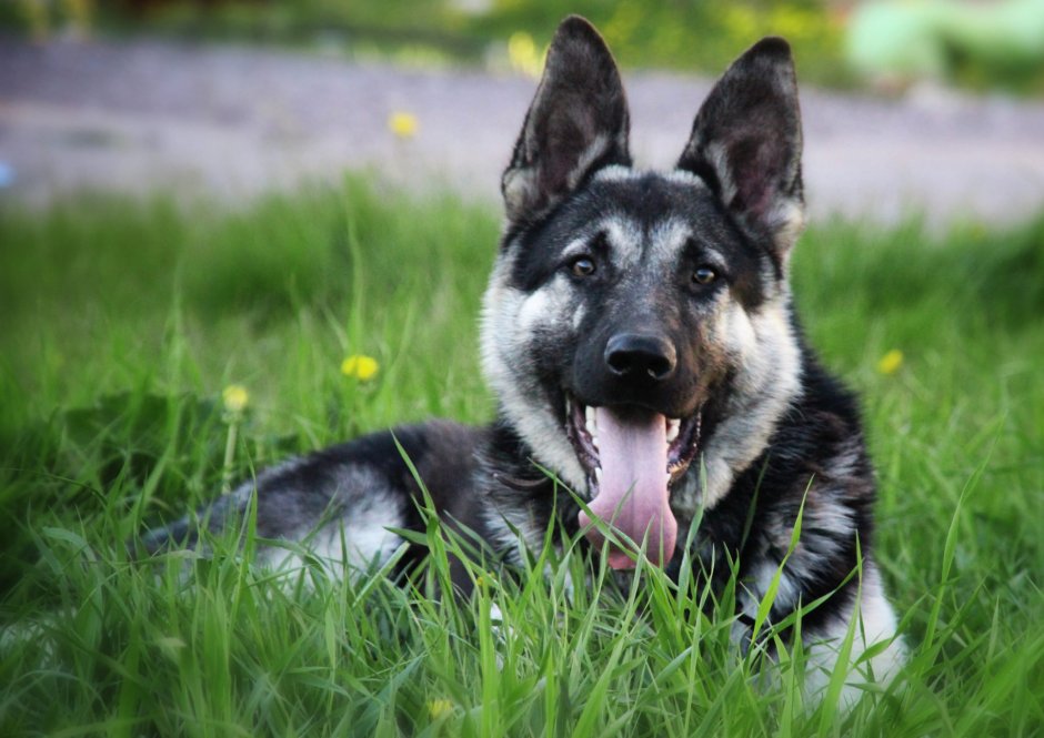 Восточно-европейская овчарка