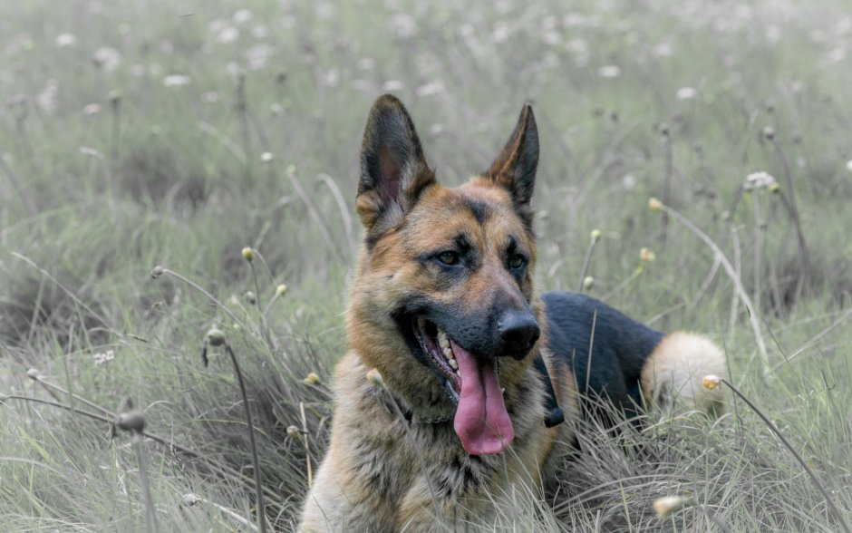 Восточно-европейская овчарка чепрак