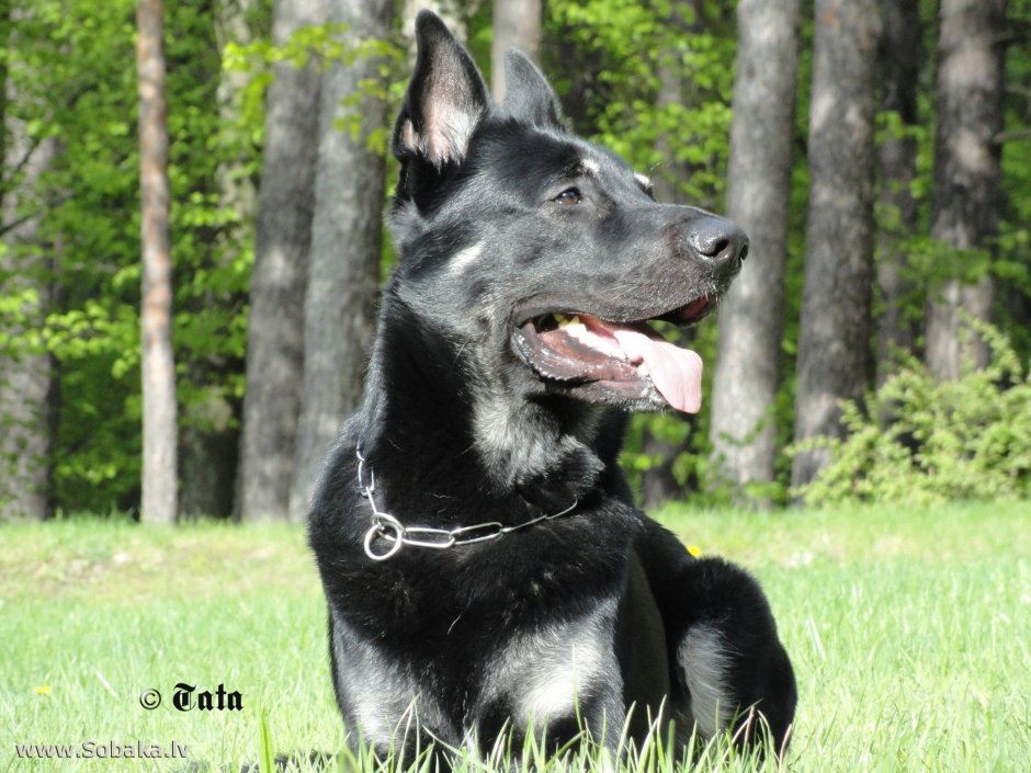 Гарафийская овчарка