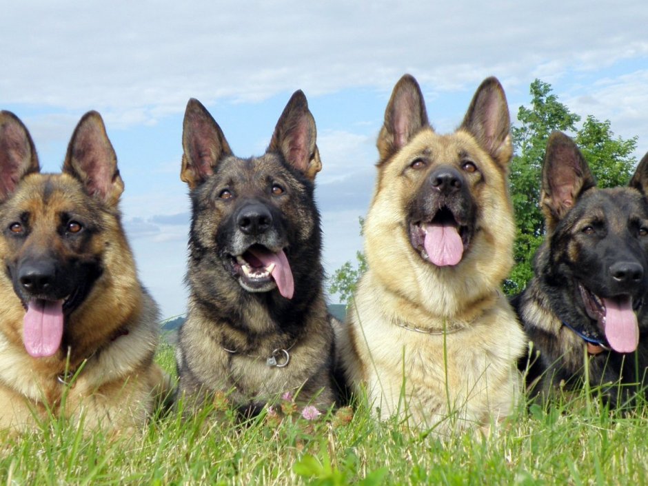 Восточно-европейская овчарка