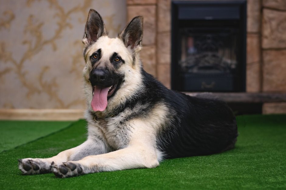 Овчарка улыбается